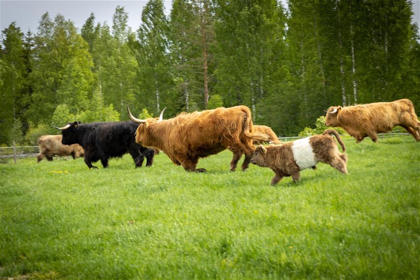 Lehmät kevätlaitumella