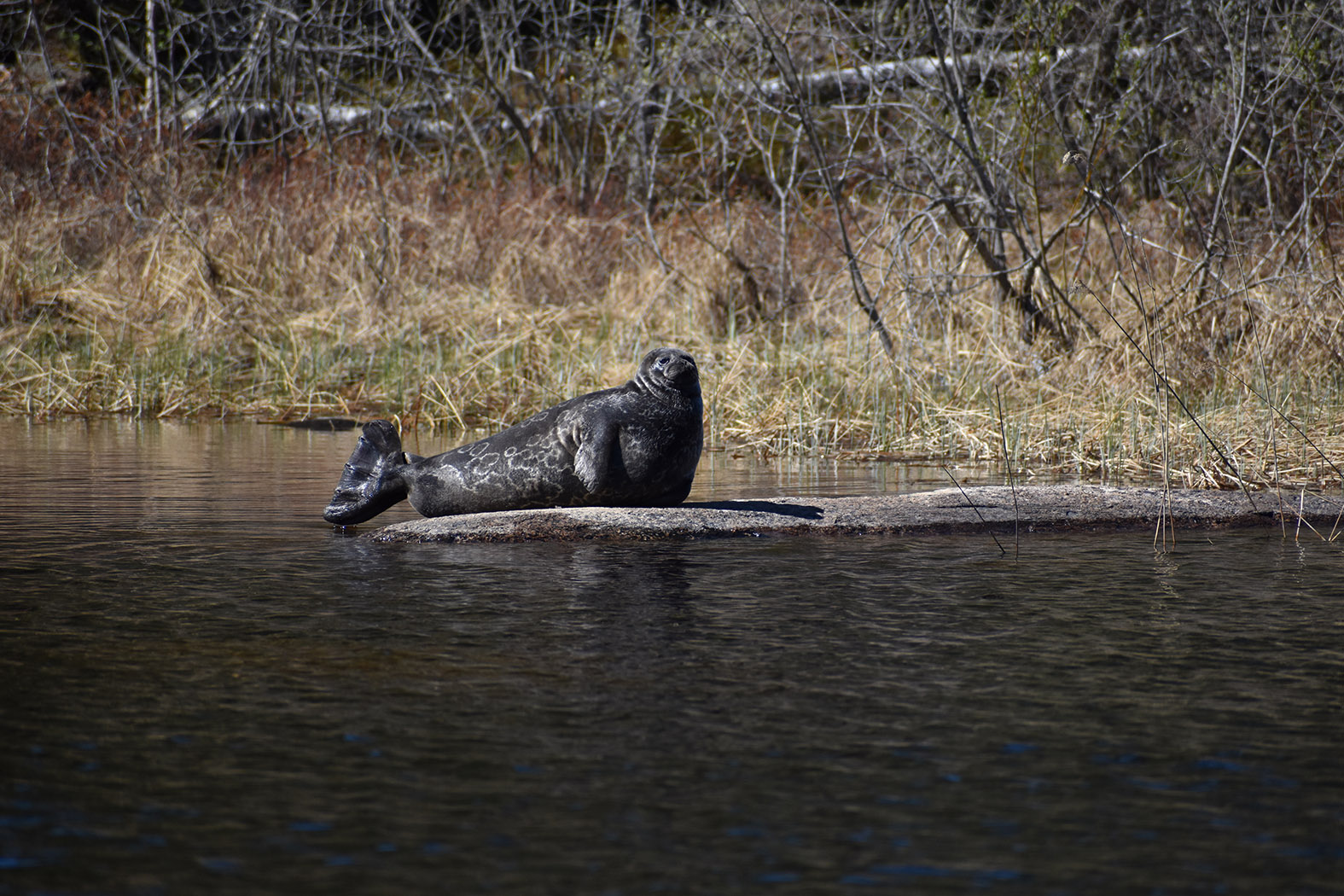 Saimaan norppa kivellä.